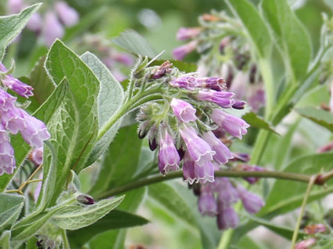 Symphytum officinale