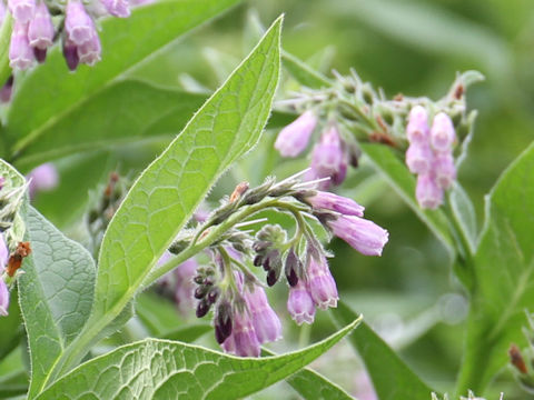 Symphytum officinale