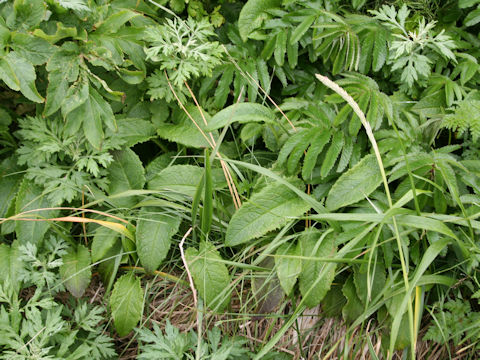 Symphytum officinale