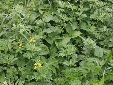 Symphytum officinale