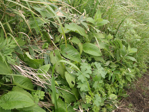 Symphytum officinale