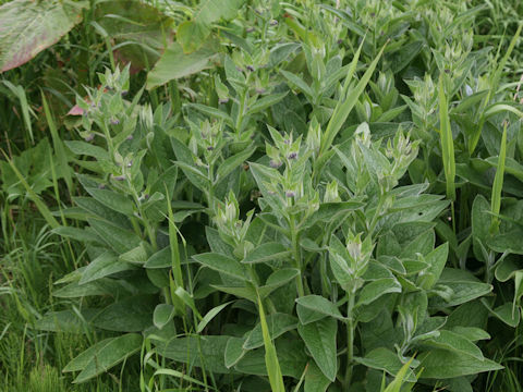 Symphytum officinale