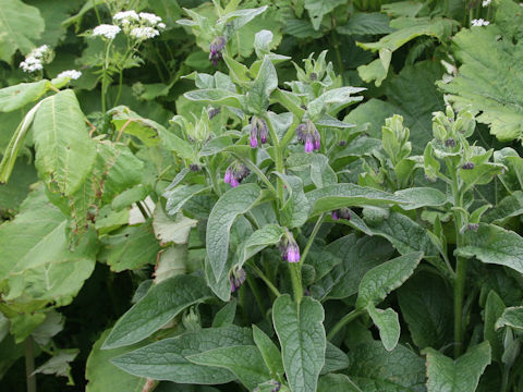 Symphytum officinale