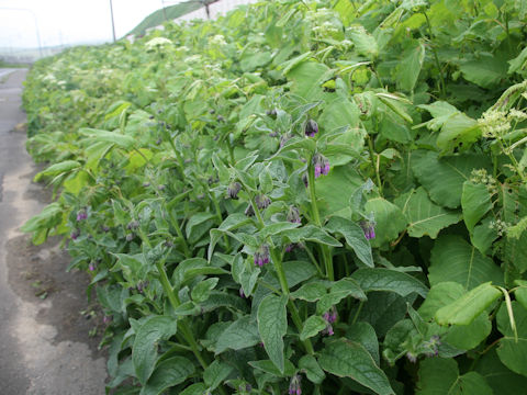 Symphytum officinale