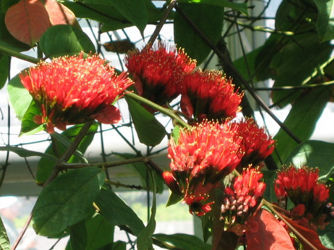 Combretum grandiflorum