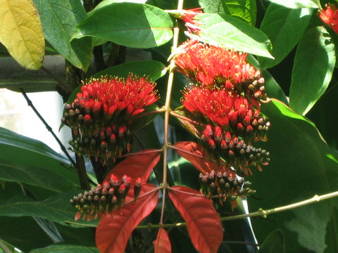 Combretum grandiflorum