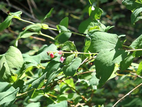 Symphoricarpos albus