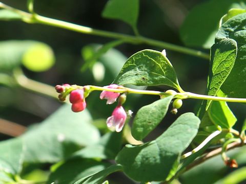 Symphoricarpos albus