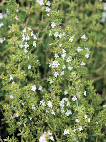 Thymus vulgaris