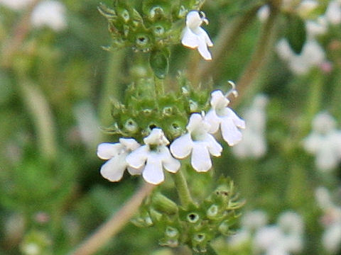 Thymus vulgaris