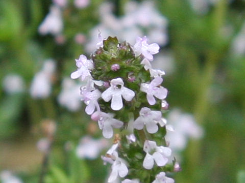 Thymus vulgaris