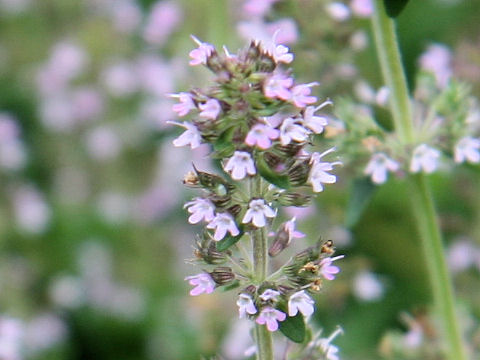 Thymus vulgaris