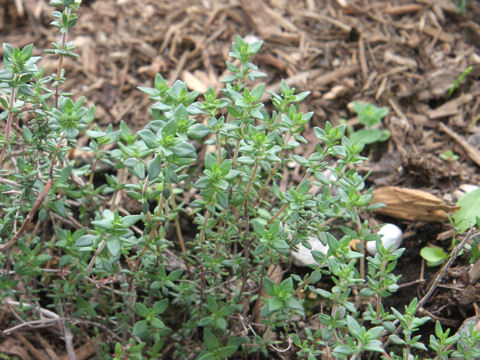 Thymus vulgaris