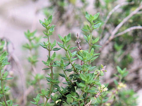 Thymus vulgaris