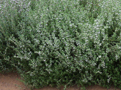 Thymus vulgaris