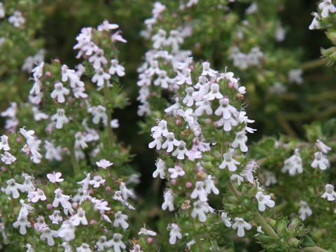 Thymus vulgaris