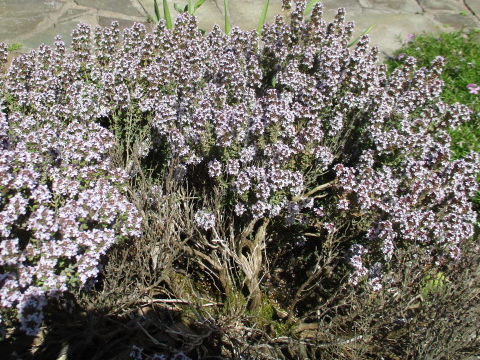 Thymus vulgaris