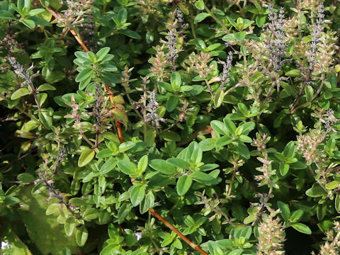 Thymus vulgaris