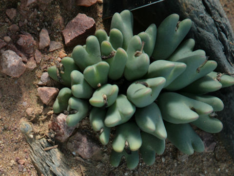 Conophytum bilobum subsp. bilobum