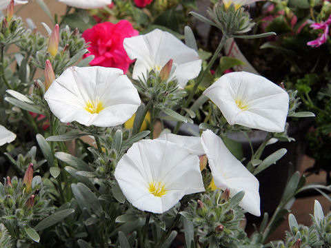 Convolvulus cneorum