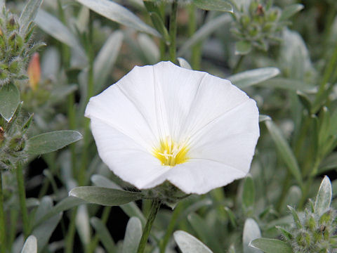 Convolvulus cneorum