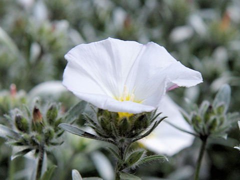 Convolvulus cneorum