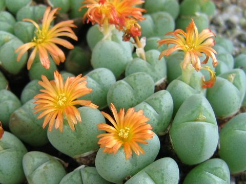 Conophytum sp.