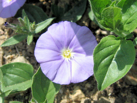 Convolvulus sabatius