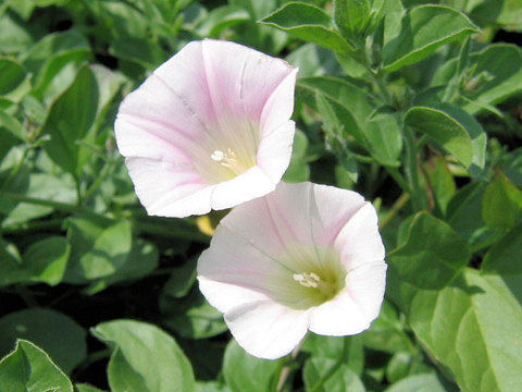 Convolvulus sabatius