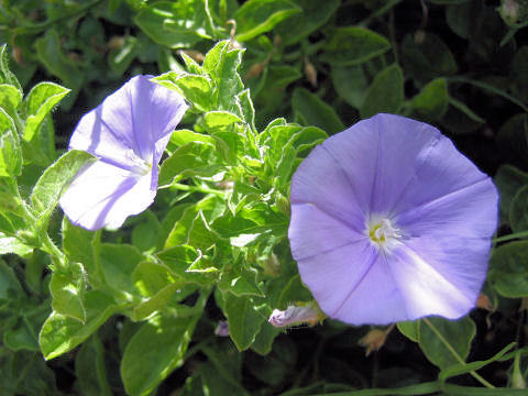 Convolvulus sabatius