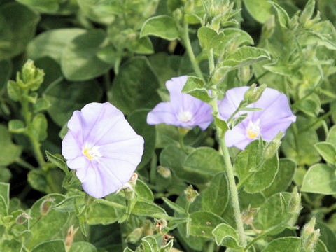 Convolvulus sabatius