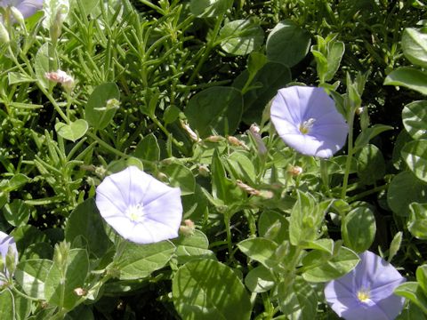 Convolvulus sabatius