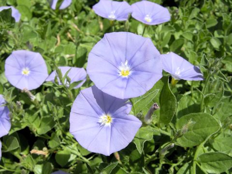 Convolvulus sabatius