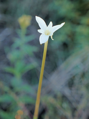 Cooperia drummondii