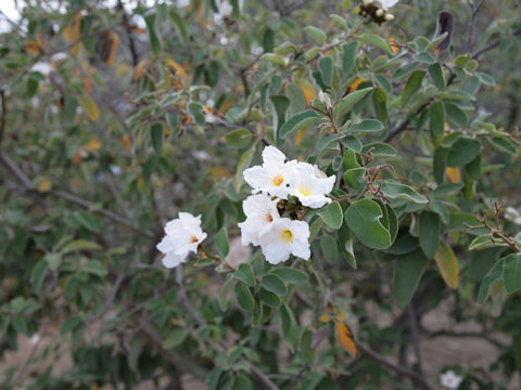 Cordia boissieri