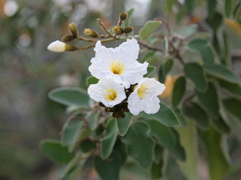 Cordia boissieri