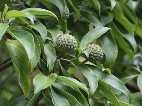 Benthamidia capitata