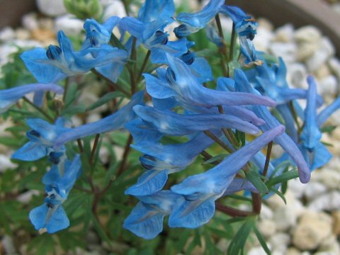 Corydalis cashmeriana