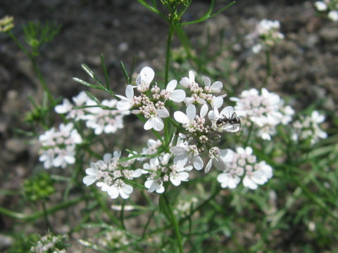 Coriandrum sativum