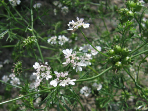 Coriandrum sativum