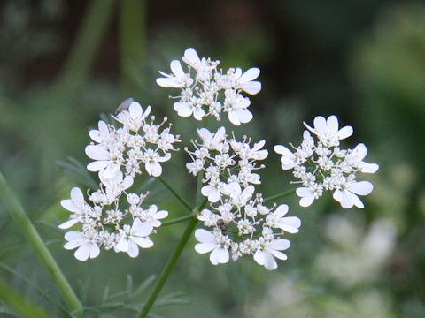 Coriandrum sativum