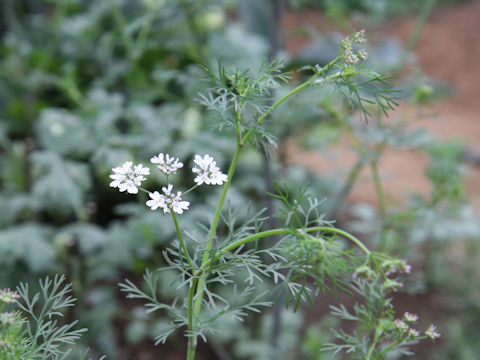 Coriandrum sativum