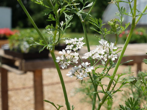 Coriandrum sativum