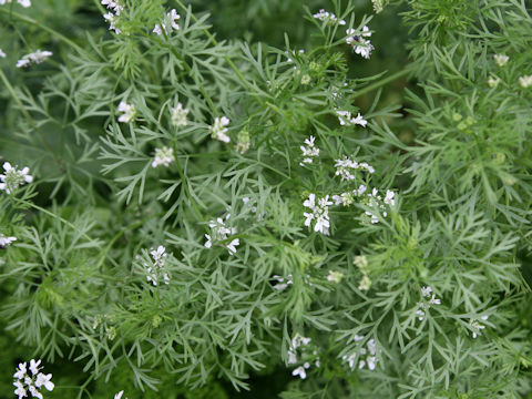 Coriandrum sativum