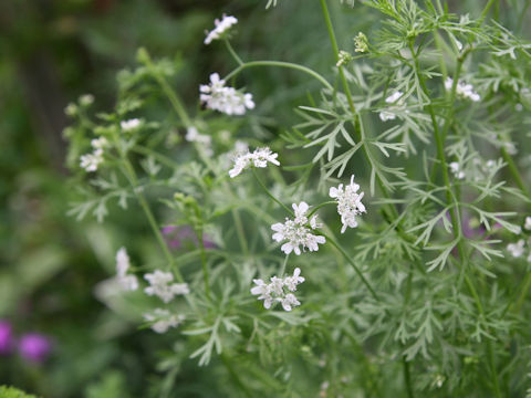 Coriandrum sativum