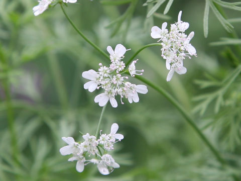 Coriandrum sativum