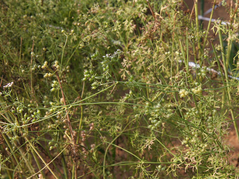 Coriandrum sativum