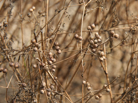 Coriandrum sativum