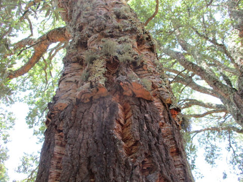 Quercus suber