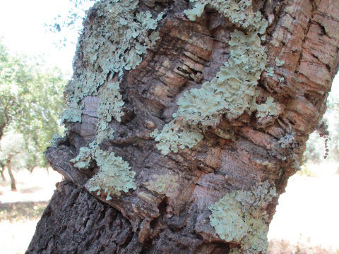 Quercus suber